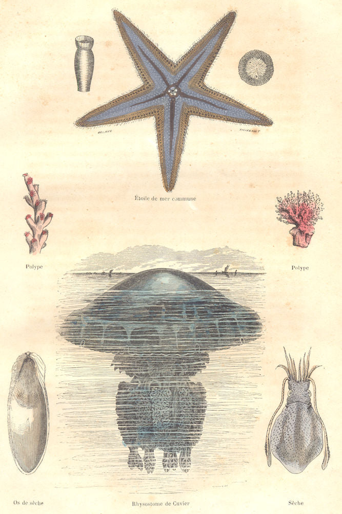 WORMS, animalcules, Polyps madrepores. Star sea Bone dry Rhysostome 1873 print